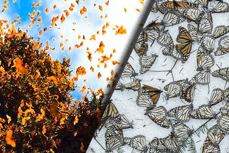 Monarch butterfly population plummets 86% in one year in